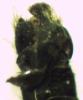 Ormosia sp.